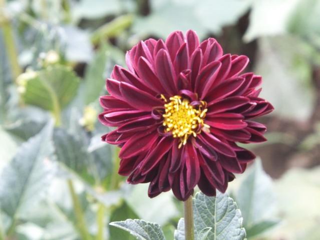 Name:  DSCF0302.jpg
Views: 340
Size:  37.7 KB