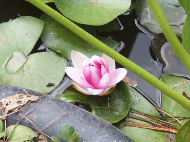 Name:  DSCF0304.jpg
Views: 325
Size:  45.3 KB