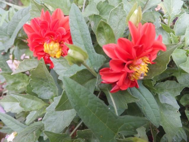 Name:  DSCF0307.jpg
Views: 326
Size:  46.7 KB