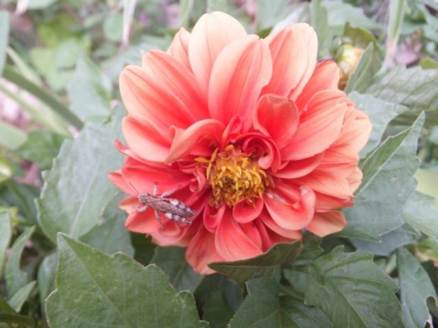 Name:  DSCF0308.jpg
Views: 333
Size:  39.7 KB