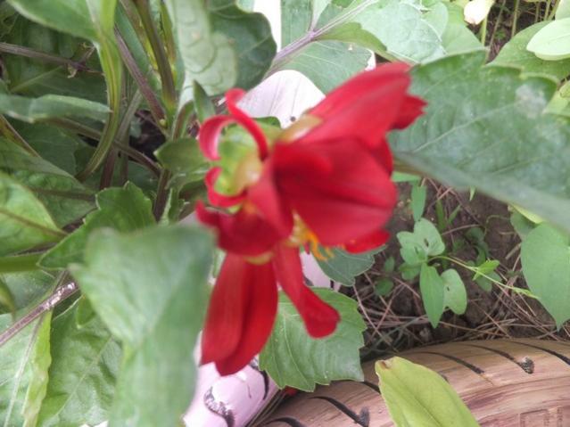 Name:  DSCF0310.jpg
Views: 313
Size:  43.4 KB