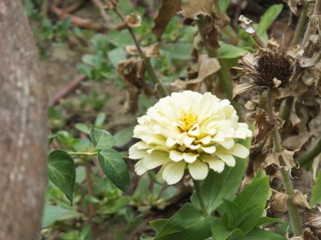 Name:  DSCF0335.jpg
Views: 297
Size:  44.9 KB