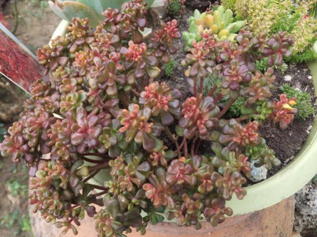 Name:  DSCF0340.jpg
Views: 316
Size:  67.2 KB