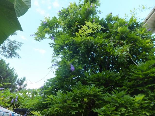 Name:  DSCF0375.jpg
Views: 299
Size:  59.8 KB