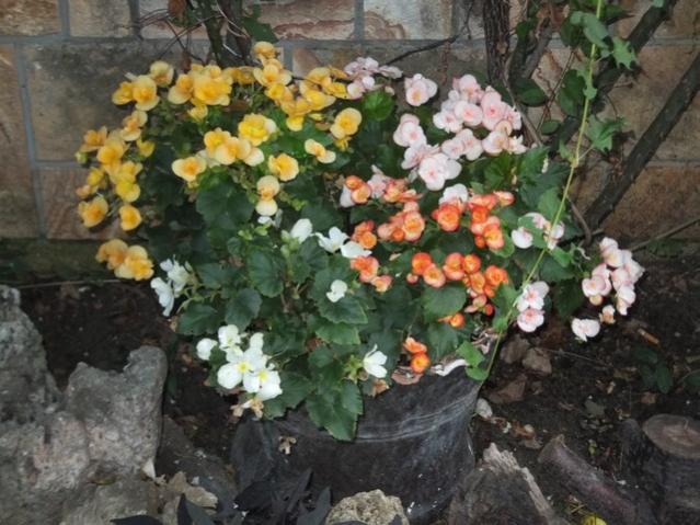 Name:  DSCF0384.jpg
Views: 313
Size:  57.4 KB