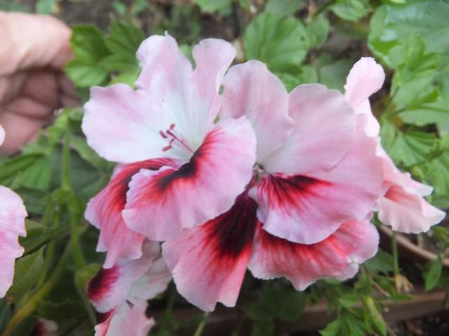 Name:  DSCF0395.jpg
Views: 304
Size:  35.6 KB