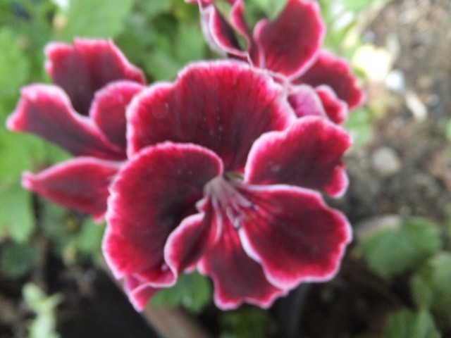 Name:  DSCF0398.jpg
Views: 275
Size:  64.6 KB
