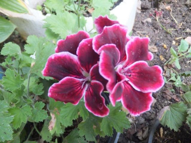 Name:  DSCF0400.jpg
Views: 286
Size:  51.9 KB