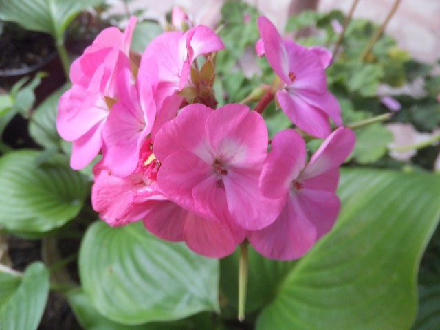 Name:  DSCF0402.jpg
Views: 302
Size:  67.8 KB