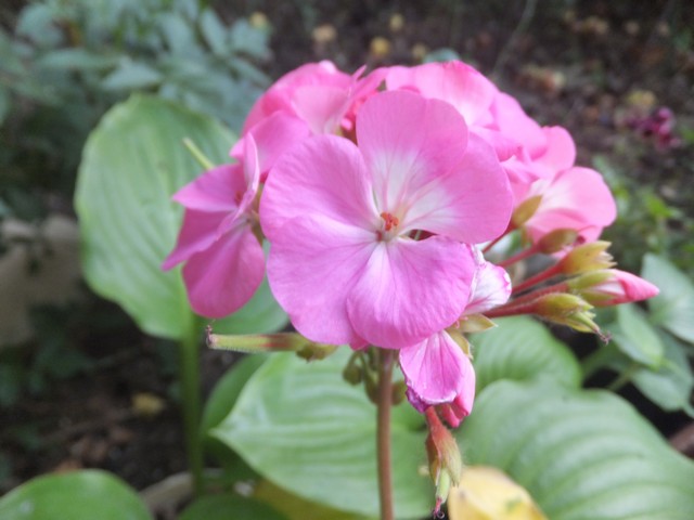 Name:  DSCF0403.jpg
Views: 303
Size:  64.8 KB