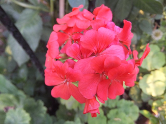 Name:  DSCF0407.jpg
Views: 287
Size:  65.5 KB