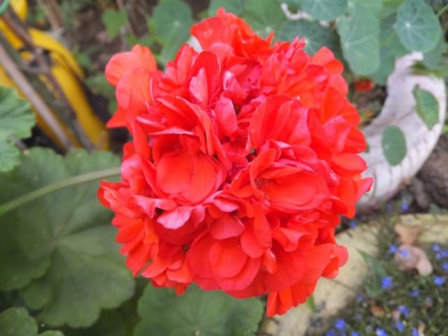 Name:  DSCF0408.jpg
Views: 286
Size:  38.1 KB