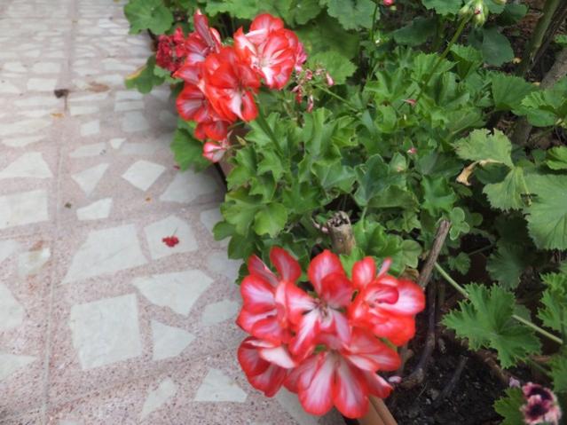 Name:  DSCF0412.jpg
Views: 294
Size:  51.3 KB