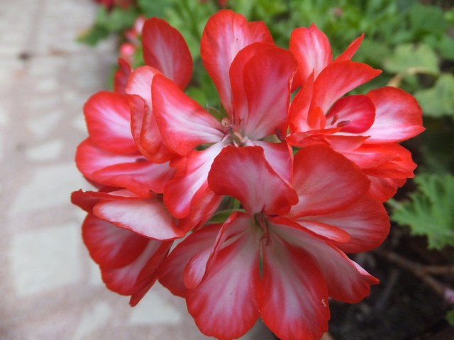 Name:  DSCF0413.jpg
Views: 315
Size:  68.8 KB