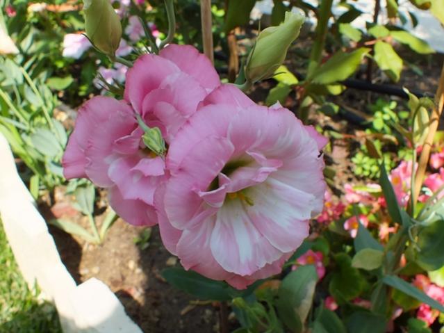 Name:  DSCF2034.jpg
Views: 428
Size:  47.9 KB