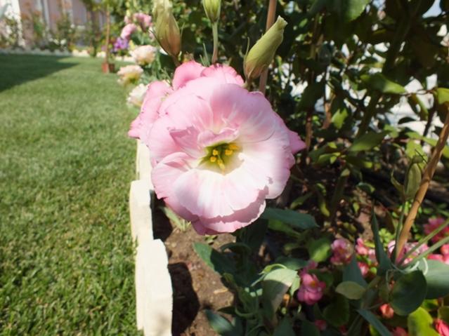 Name:  DSCF2038.jpg
Views: 404
Size:  51.9 KB
