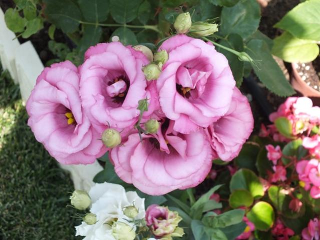 Name:  DSCF2040.jpg
Views: 411
Size:  47.0 KB