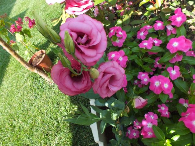 Name:  DSCF2041.jpg
Views: 411
Size:  68.6 KB