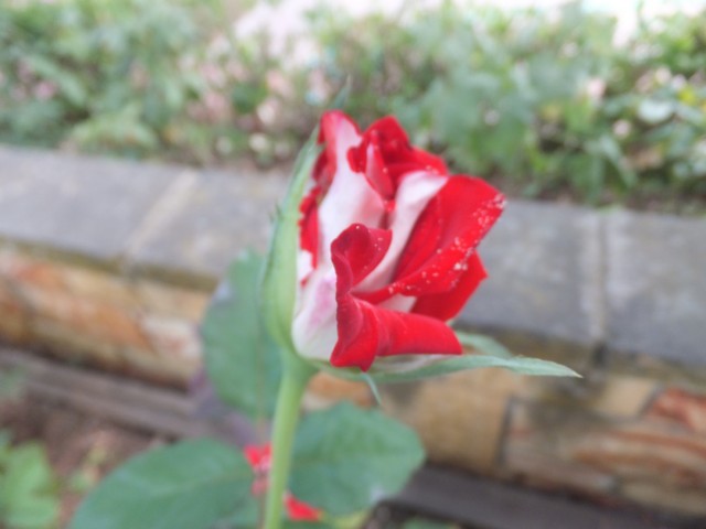 Name:  DSCF0583.jpg
Views: 252
Size:  55.1 KB