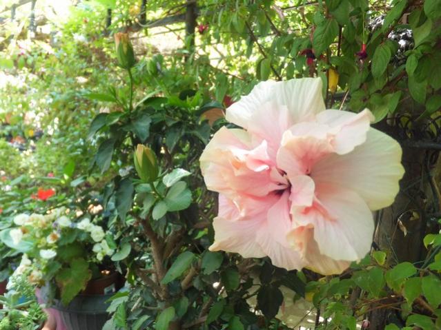 Name:  DSCF0487.jpg
Views: 316
Size:  59.9 KB