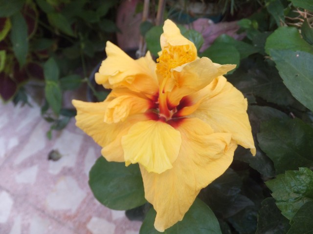 Name:  DSCF0493.jpg
Views: 318
Size:  64.1 KB