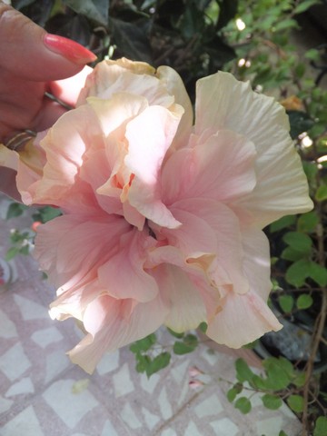 Name:  DSCF0497.jpg
Views: 310
Size:  49.2 KB