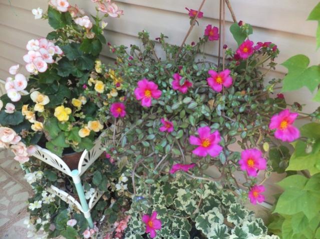 Name:  DSCF0498.jpg
Views: 306
Size:  60.9 KB