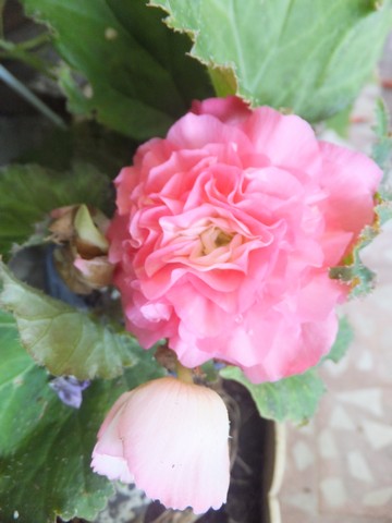 Name:  DSCF0508.jpg
Views: 301
Size:  46.2 KB