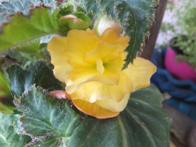 Name:  DSCF0509.jpg
Views: 314
Size:  39.9 KB