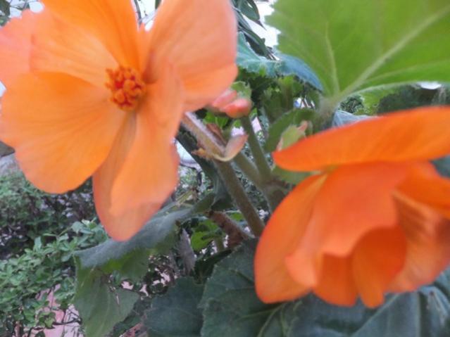 Name:  DSCF0512.jpg
Views: 315
Size:  34.7 KB