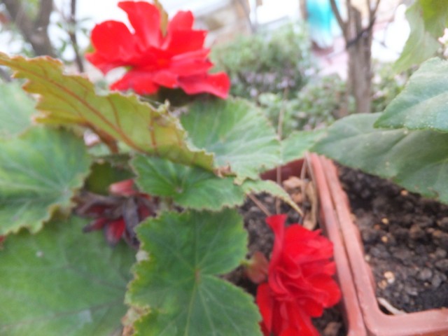 Name:  DSCF0513.jpg
Views: 311
Size:  66.7 KB