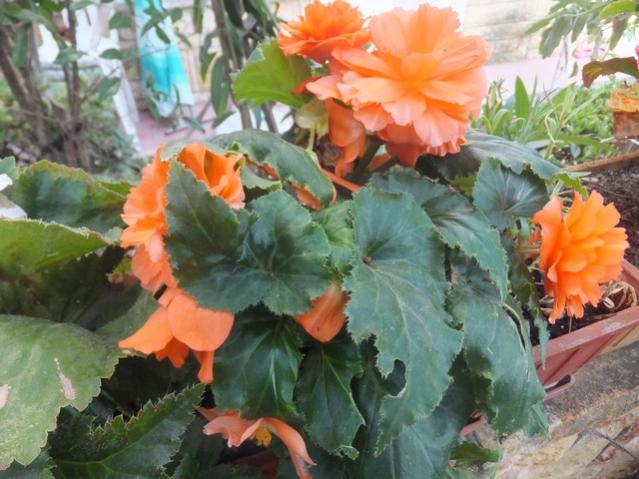 Name:  DSCF0514.jpg
Views: 288
Size:  53.3 KB