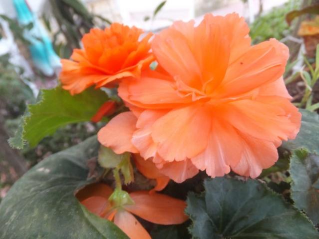 Name:  DSCF0515.jpg
Views: 290
Size:  34.6 KB