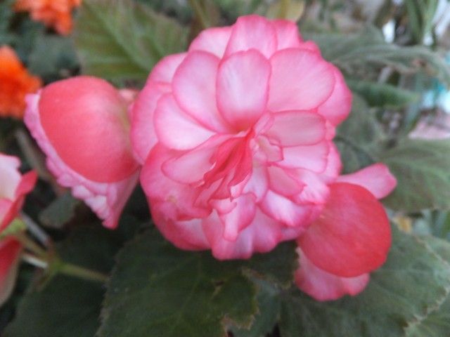 Name:  DSCF0517.jpg
Views: 296
Size:  59.8 KB