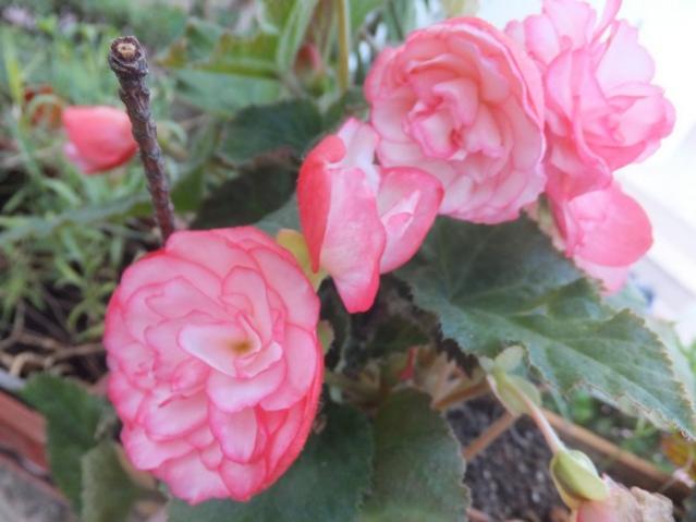 Name:  DSCF0518.jpg
Views: 289
Size:  36.4 KB