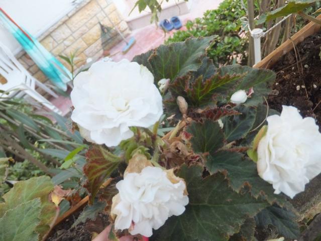 Name:  DSCF0519.jpg
Views: 297
Size:  49.2 KB