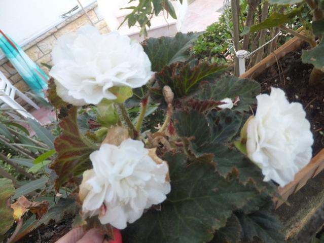 Name:  DSCF0520.jpg
Views: 304
Size:  45.9 KB