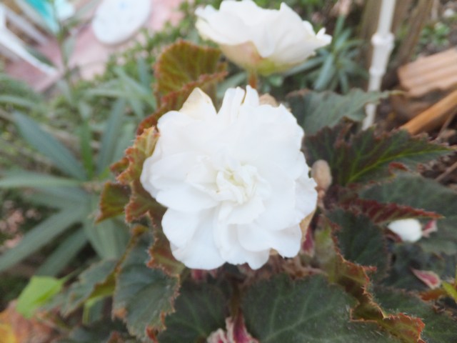 Name:  DSCF0521.jpg
Views: 287
Size:  64.4 KB