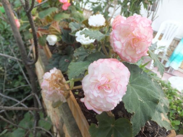 Name:  DSCF0523.jpg
Views: 305
Size:  43.2 KB
