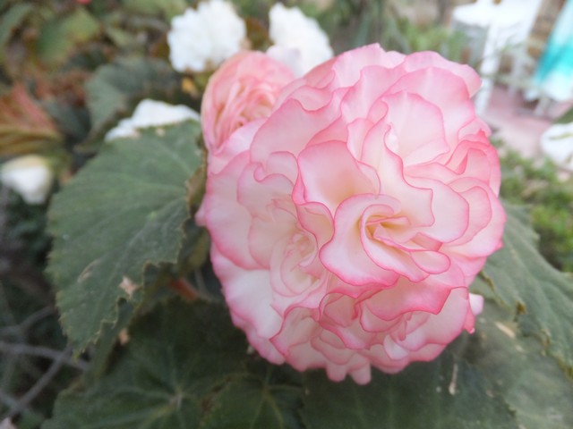 Name:  DSCF0524.jpg
Views: 299
Size:  63.1 KB