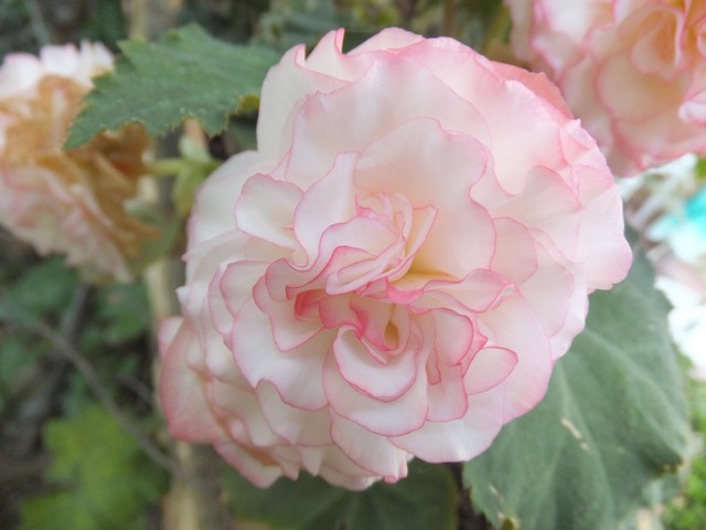Name:  DSCF0525.jpg
Views: 264
Size:  60.5 KB