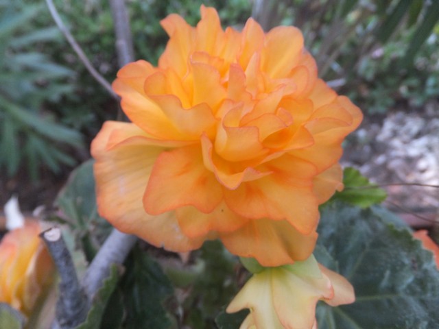 Name:  DSCF0526.jpg
Views: 295
Size:  62.6 KB