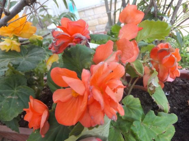 Name:  DSCF0529.jpg
Views: 280
Size:  49.4 KB