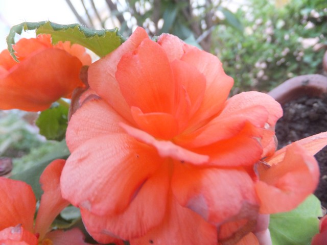 Name:  DSCF0531.jpg
Views: 279
Size:  67.4 KB