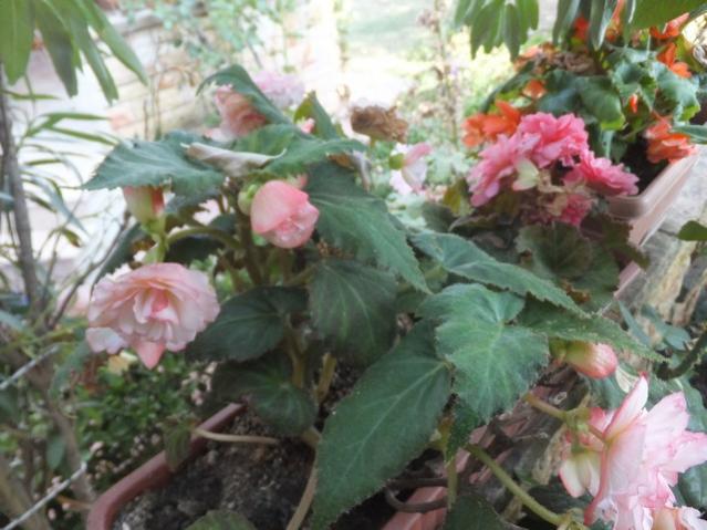 Name:  DSCF0532.jpg
Views: 281
Size:  49.1 KB
