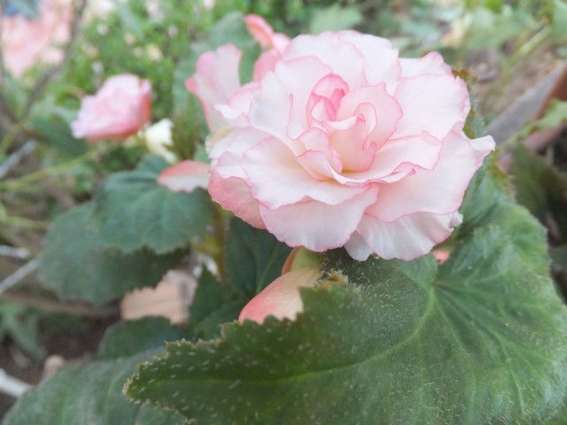 Name:  DSCF0533.jpg
Views: 283
Size:  67.0 KB