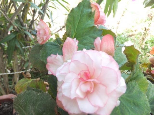 Name:  DSCF0534.jpg
Views: 277
Size:  42.7 KB