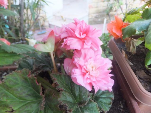 Name:  DSCF0536.jpg
Views: 279
Size:  42.0 KB