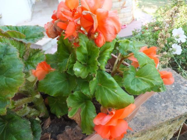 Name:  DSCF0537.jpg
Views: 286
Size:  52.2 KB