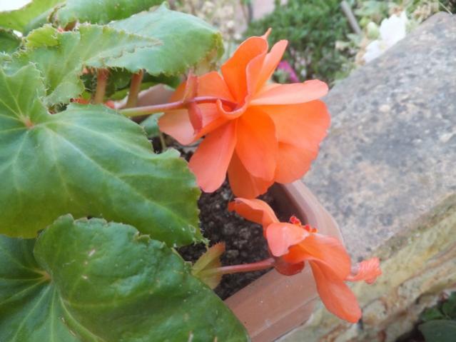 Name:  DSCF0539.jpg
Views: 281
Size:  39.7 KB